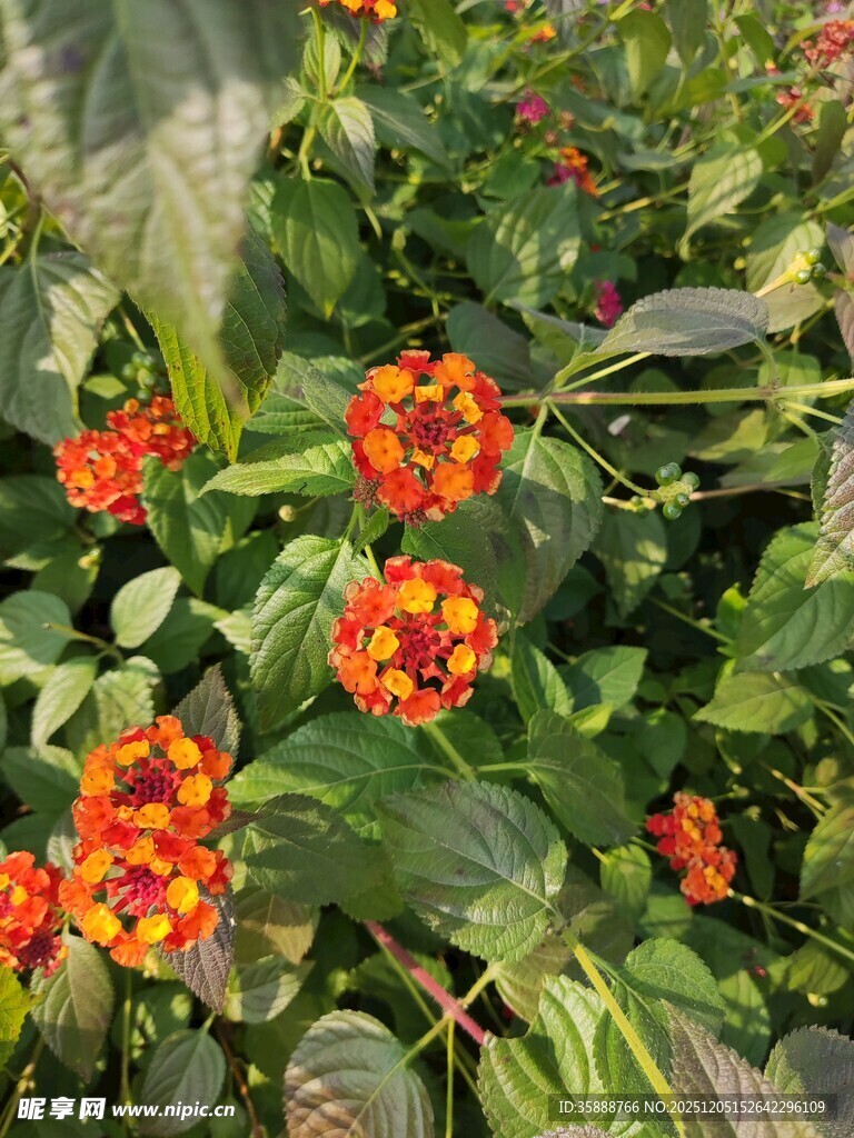 鲜艳马缨丹绽放绿叶间