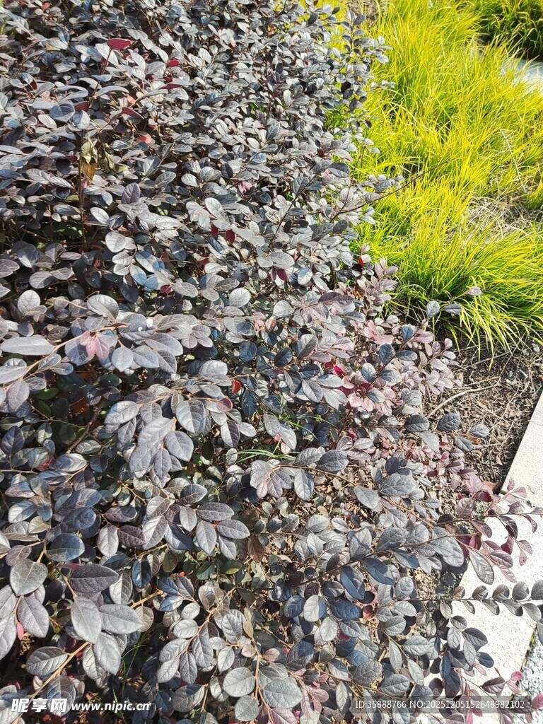 紫叶植物与绿色植物搭配