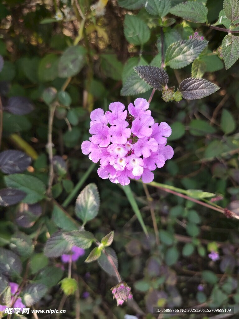 野外绽放的紫色小花