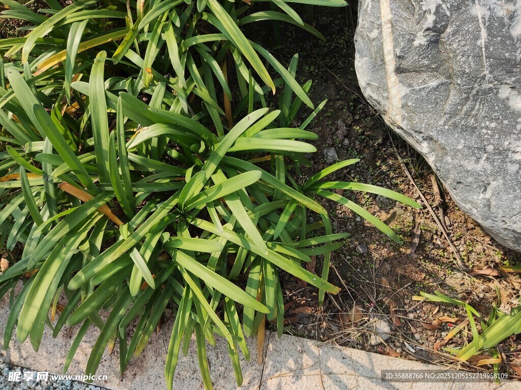 石边翠绿植物景观