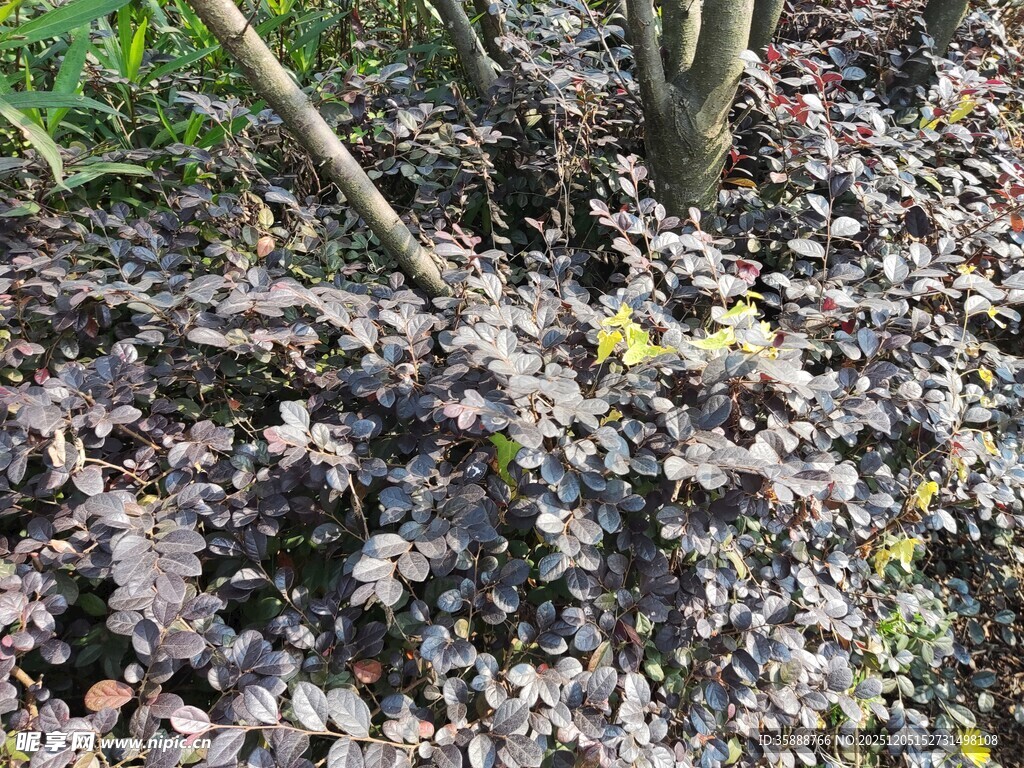地面枯叶与杂草景象
