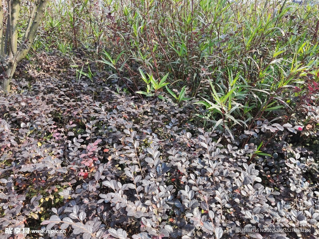 地面绿植与枯叶景象