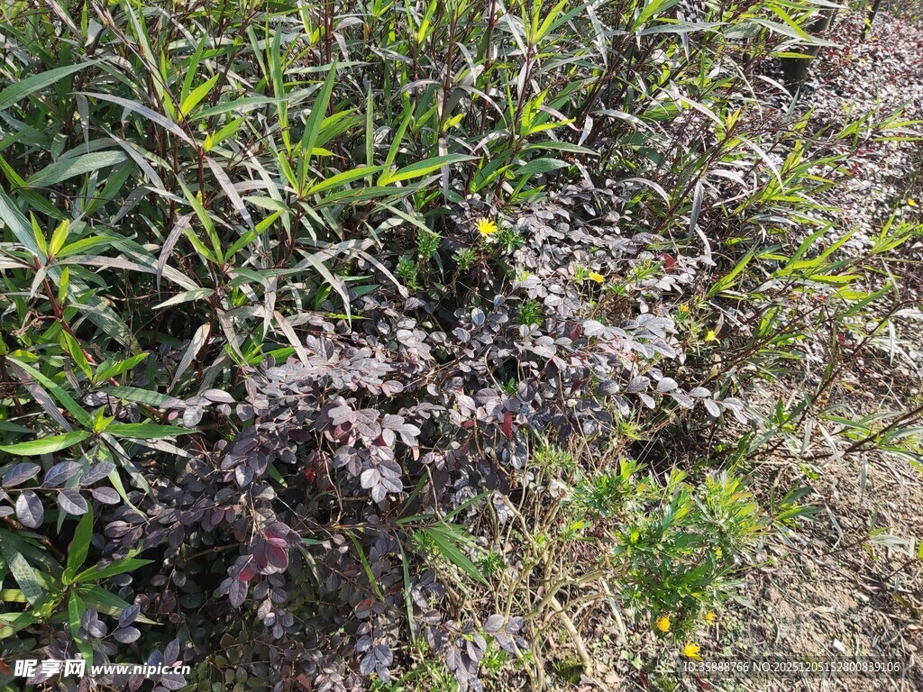 紫色花丛中的繁茂植物