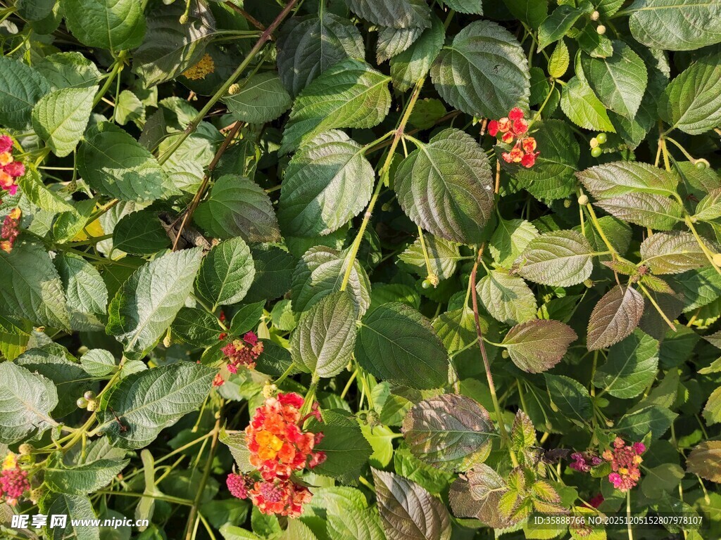 绿叶间的艳红浆果