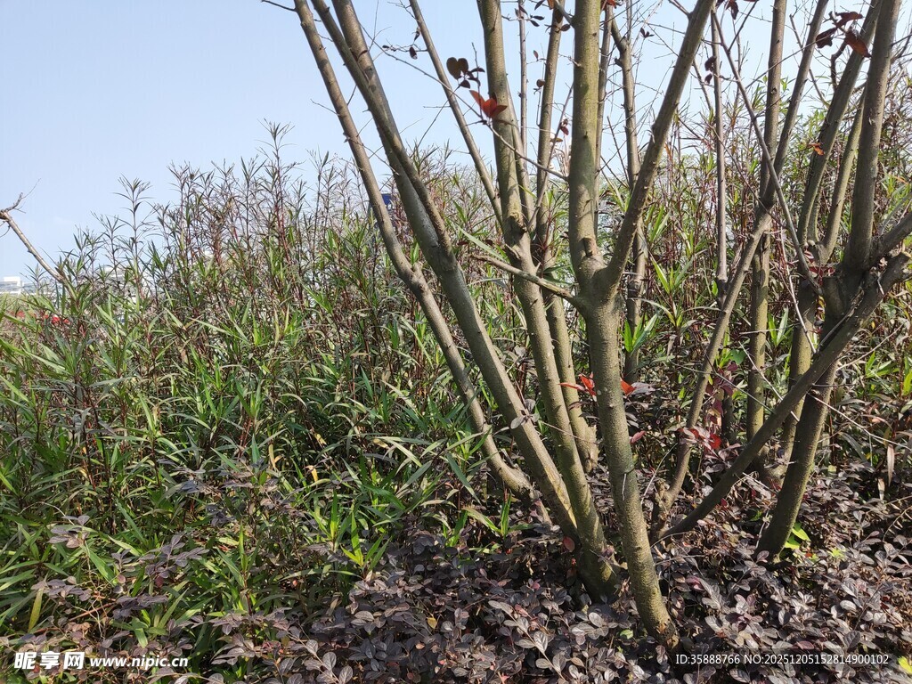 野外丛生的带枝植物