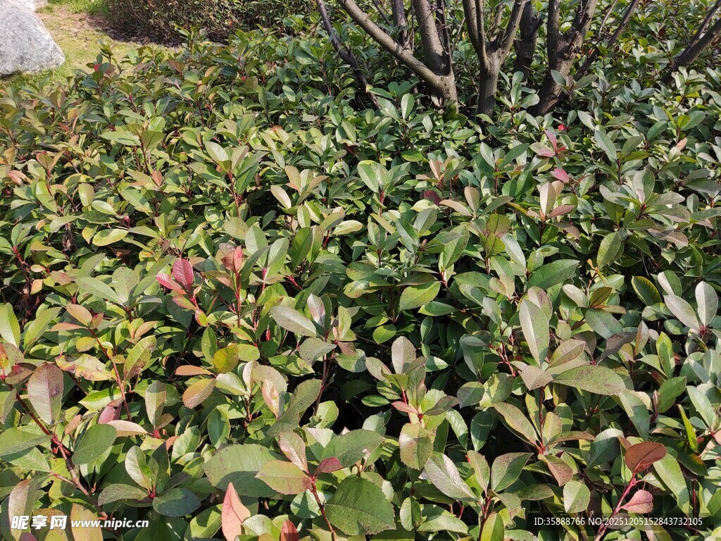 绿叶繁茂的植物景观