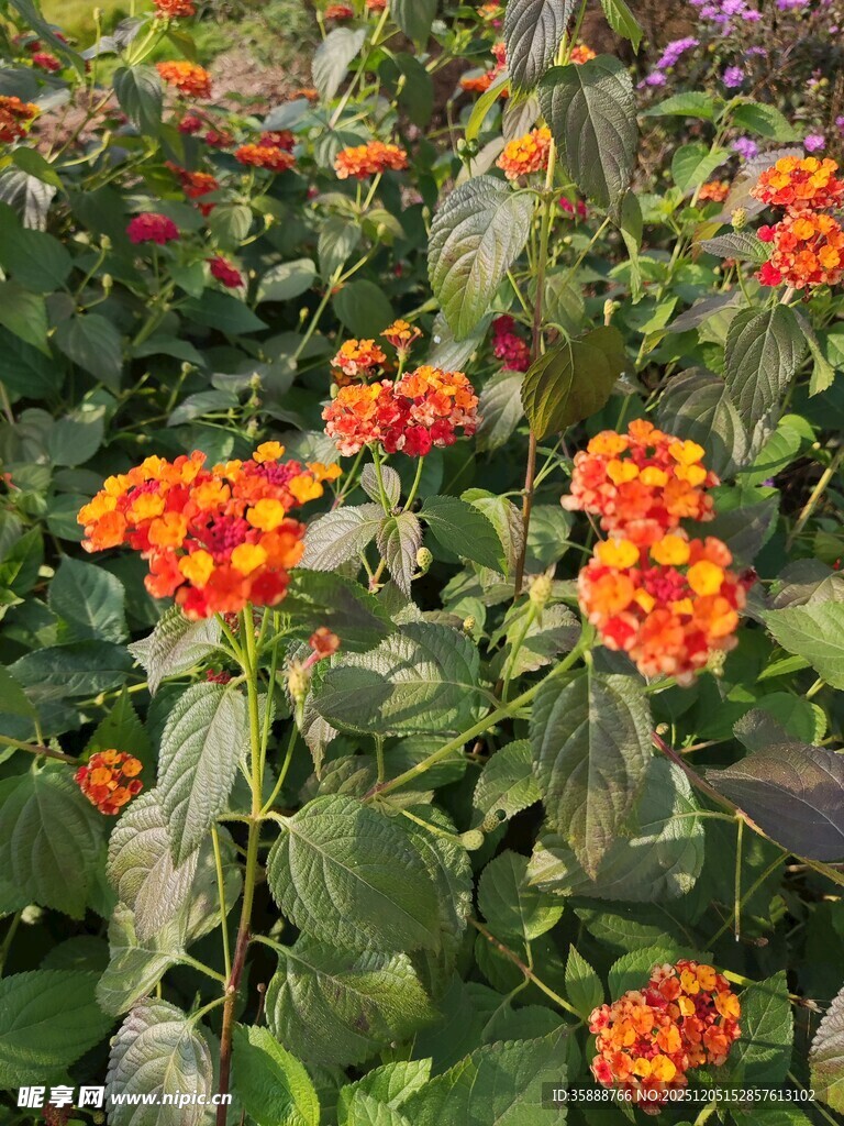 鲜艳橘色花卉绽放生机