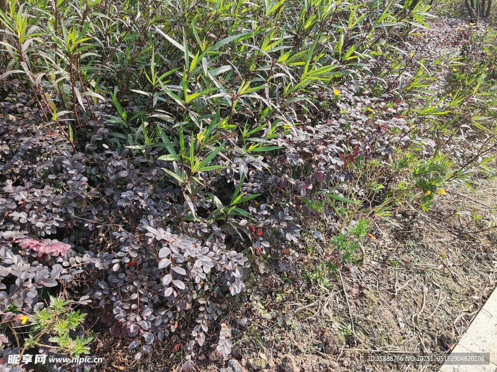 路边繁茂的绿色灌木丛