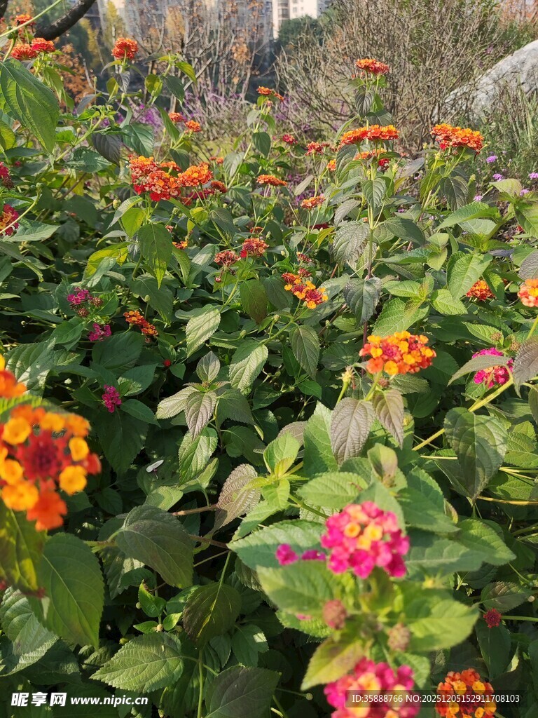 多彩花丛绽放美丽