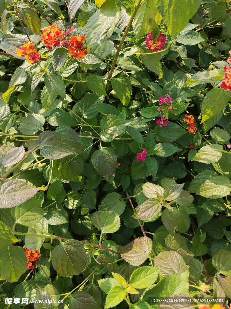 绿叶间绽放的多彩小花