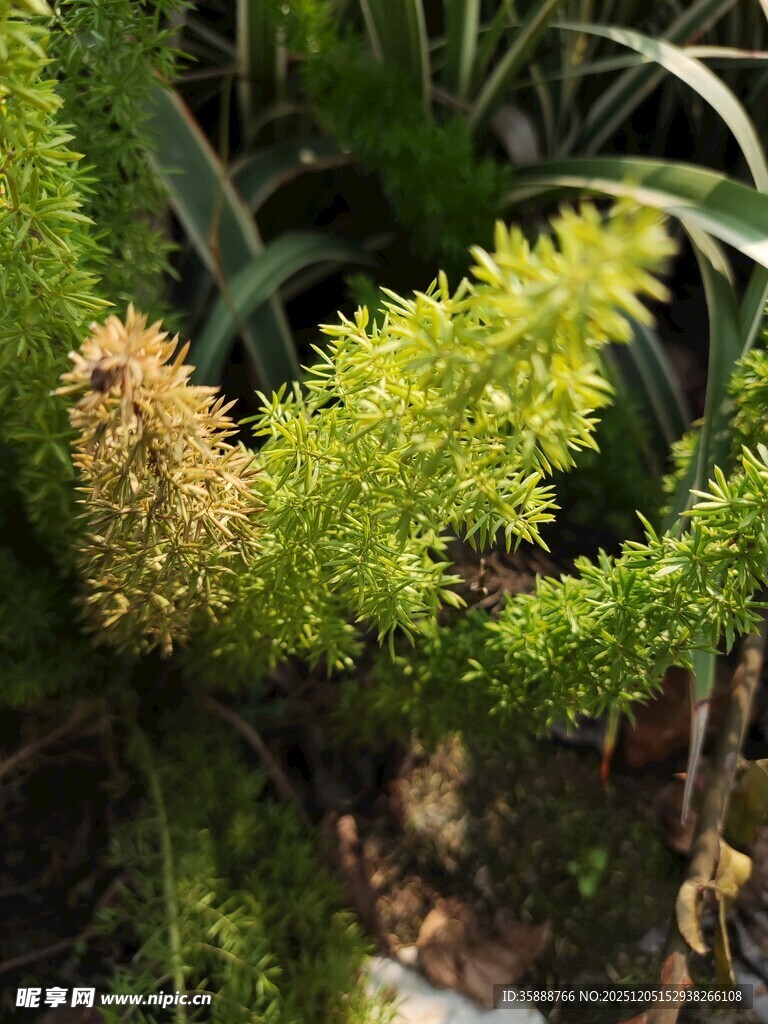 翠绿丛生的独特植物
