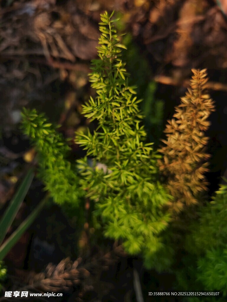 翠绿与枯黄交织的蕨类植物