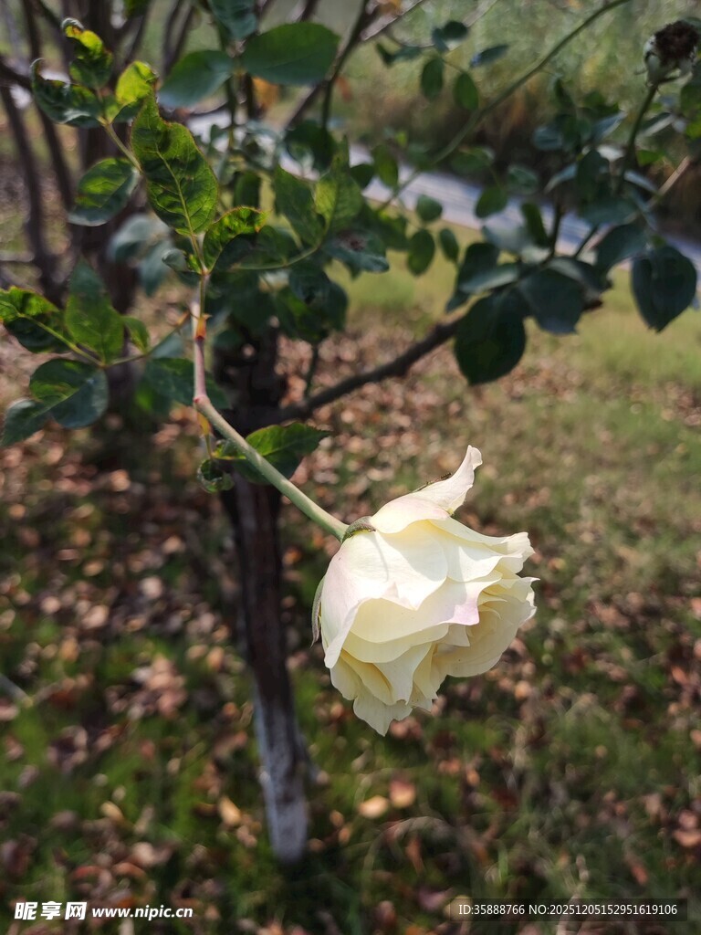 枝头绽放的优雅白玫瑰