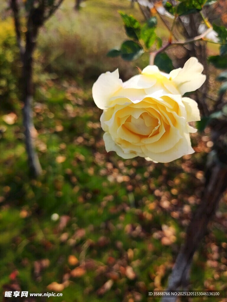 黄玫瑰绽放于自然间