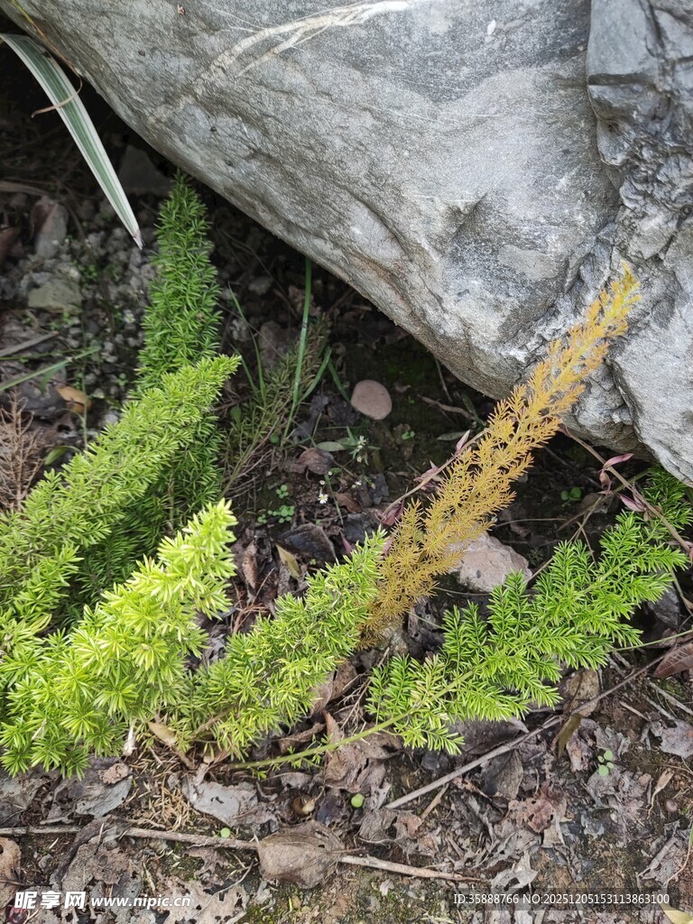 石下生长的嫩绿苔藓植物