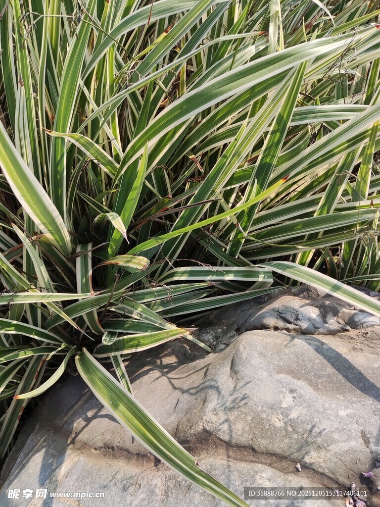 金边麦冬草特写