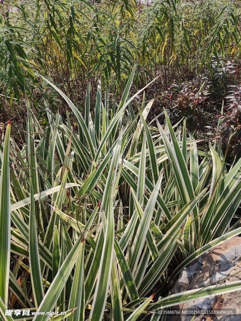 翠绿条纹植物特写