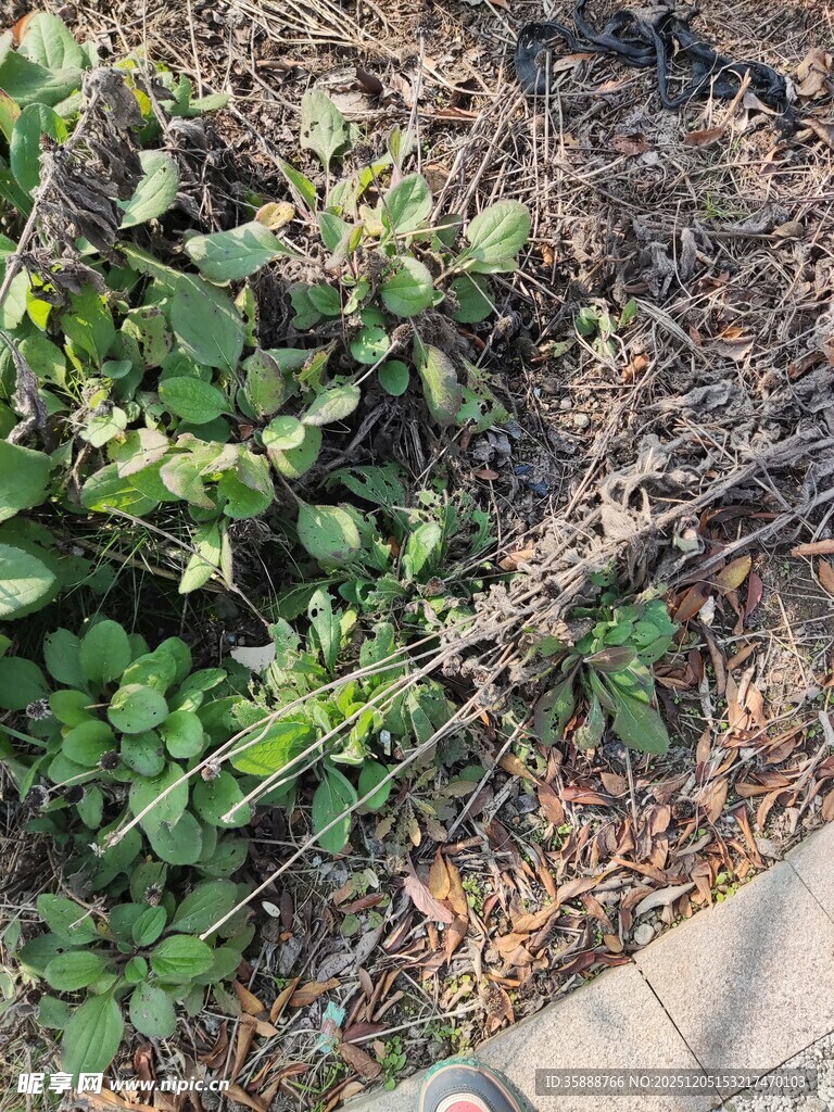地面绿植与枯萎植物景象