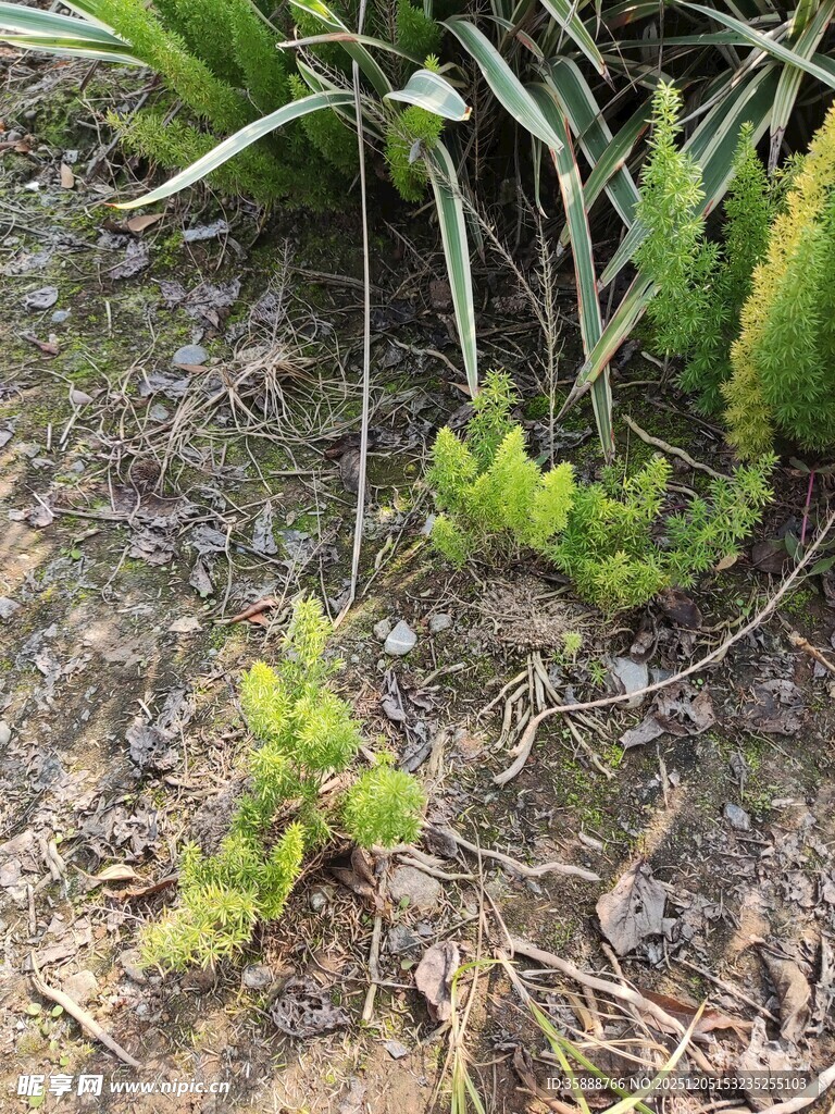 地面生长的嫩绿蕨类植物