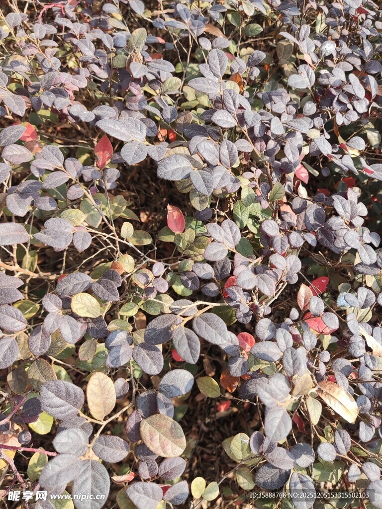 地面上多彩的落叶景观