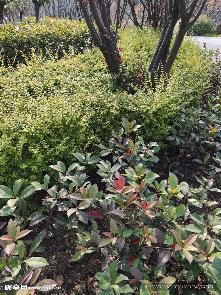 园林绿植景观一角