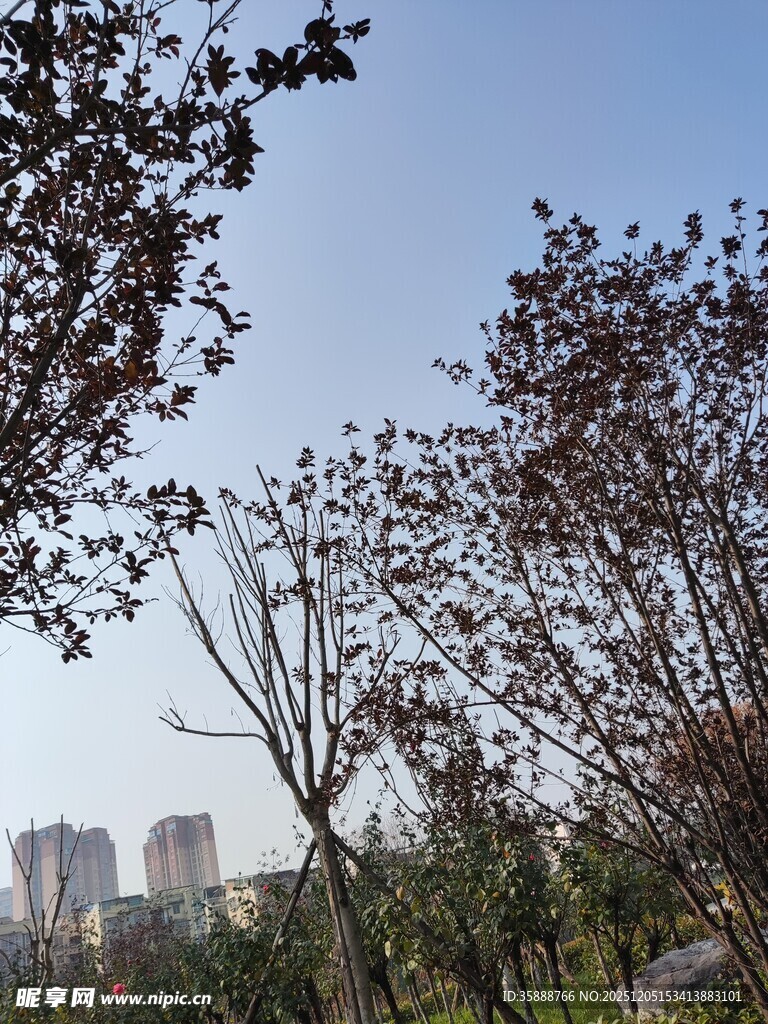 城市公园树木景观