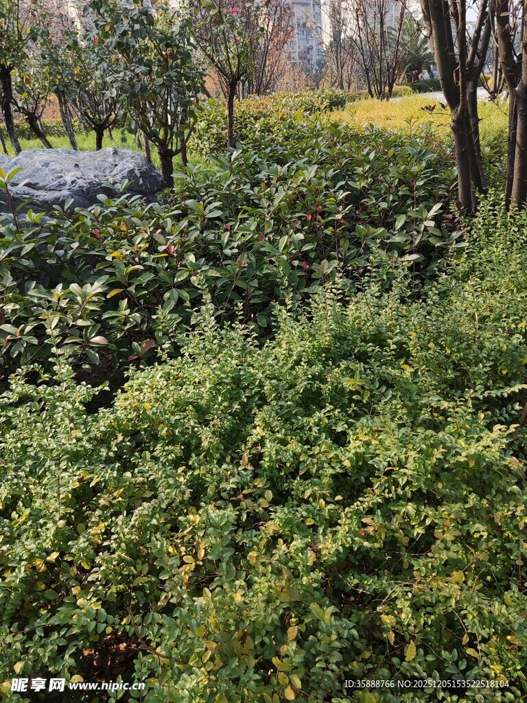 绿意盎然的繁茂灌木丛