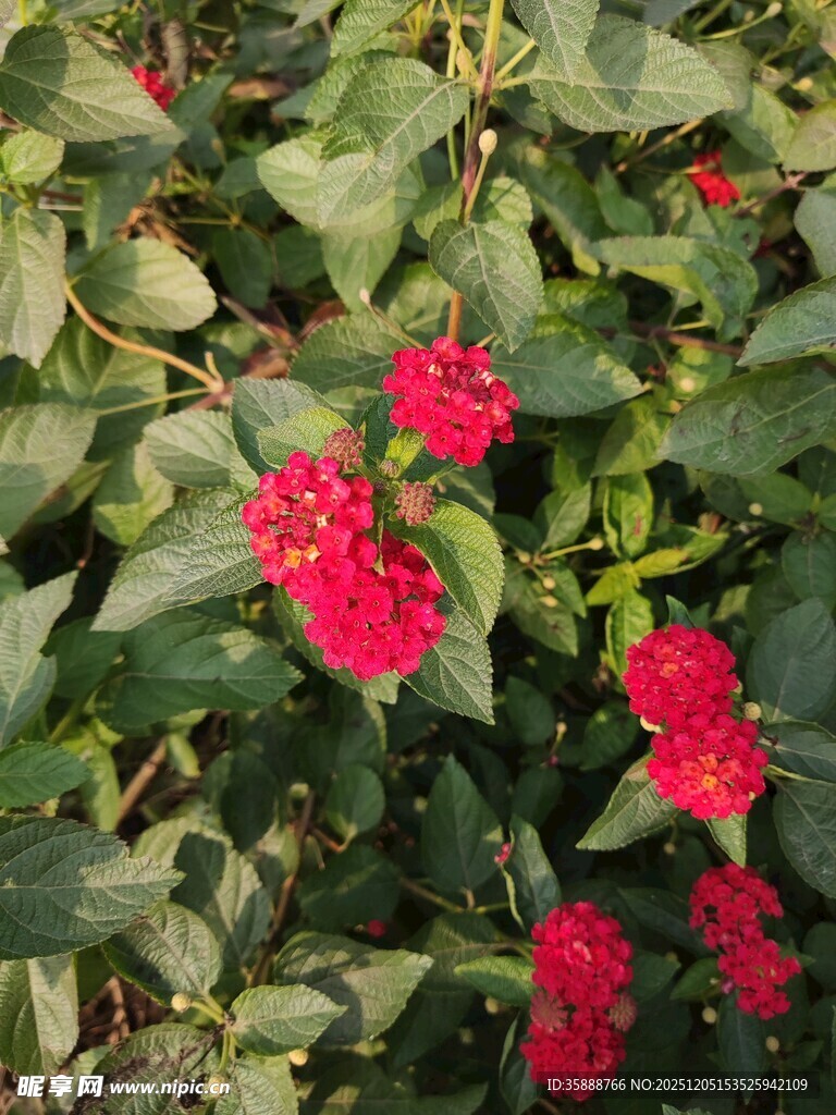 绿叶丛中绽放的艳丽红花