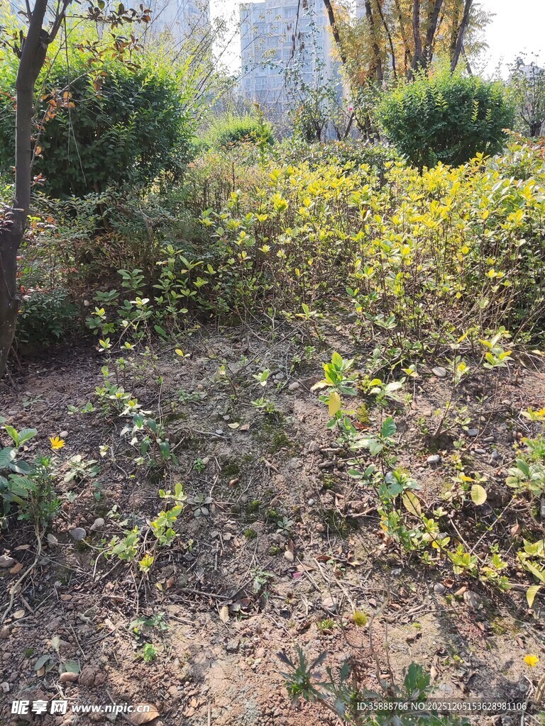 春日园林中的绿植景观