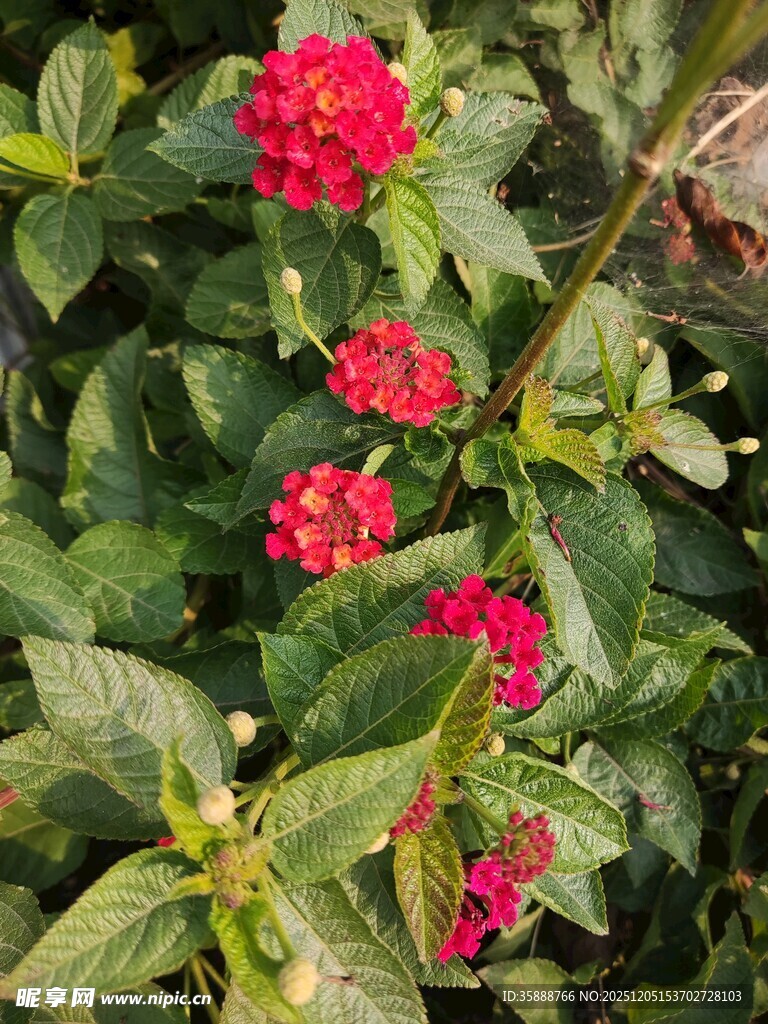 鲜艳红花朵盛开于绿叶间