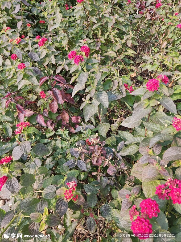 繁花绿叶的美丽植物景观