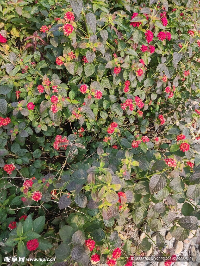 繁茂花丛中的艳丽红花朵
