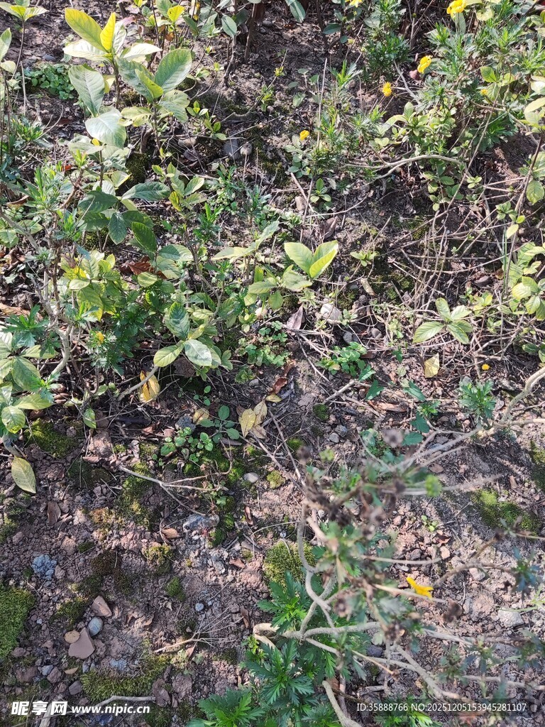 野外绿植与地面景象