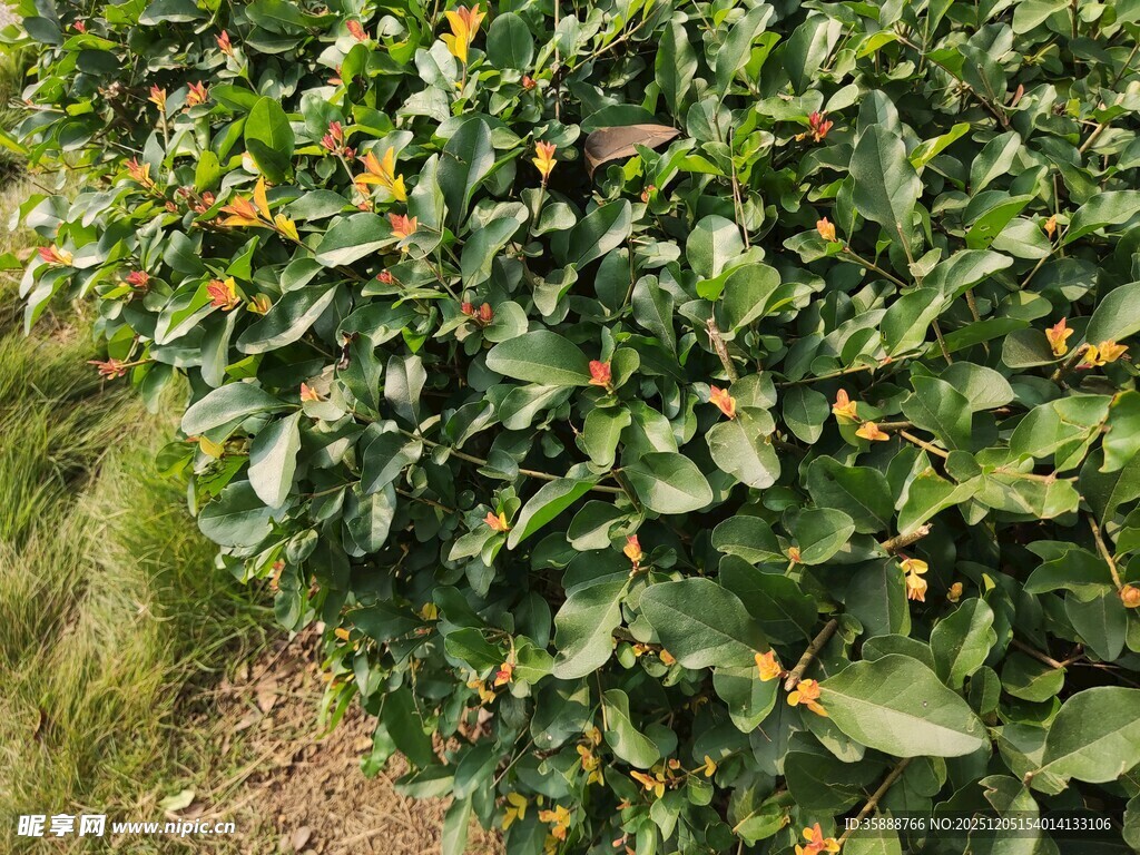 绿叶间的橙色果实