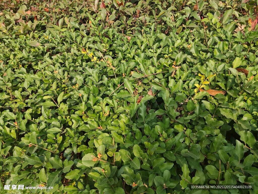 翠绿繁茂的植物景观