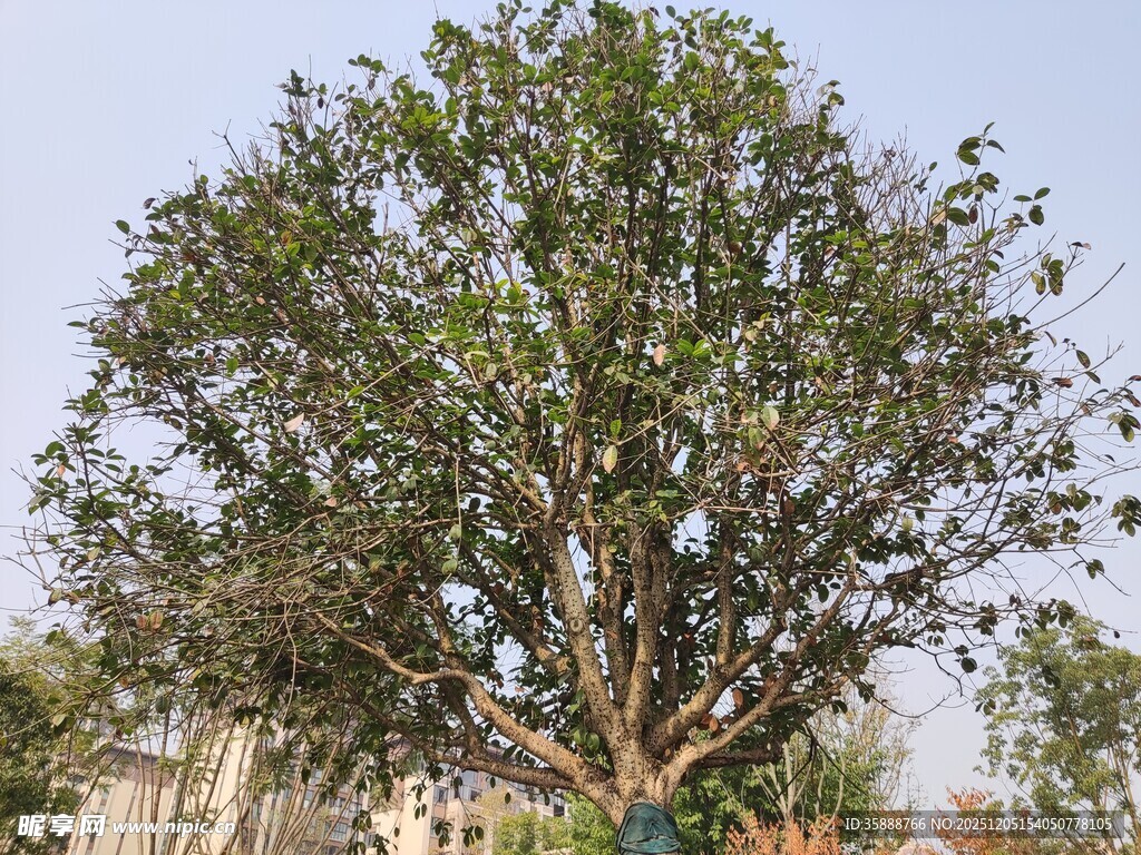 高大繁茂的树木