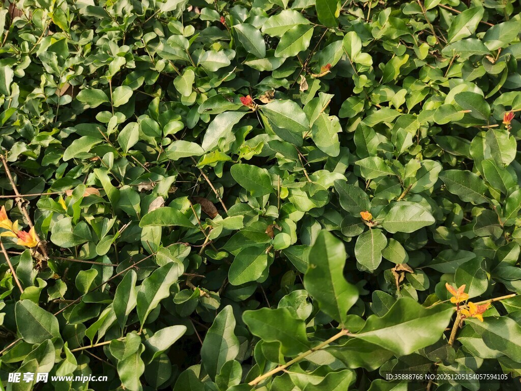 翠绿繁茂的植物叶片