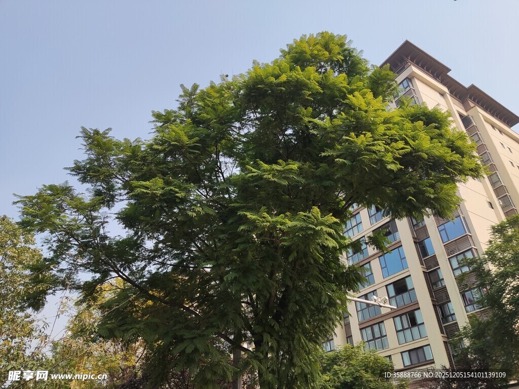 绿树掩映下的现代建筑