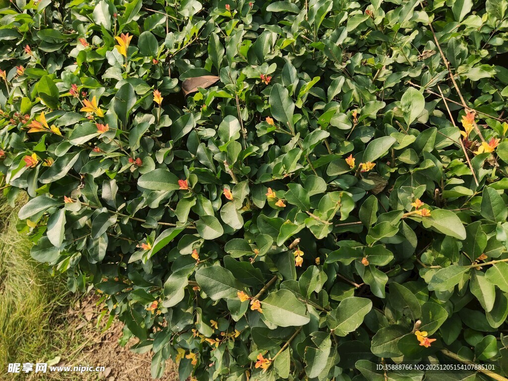 绿叶间点缀的橙色果实