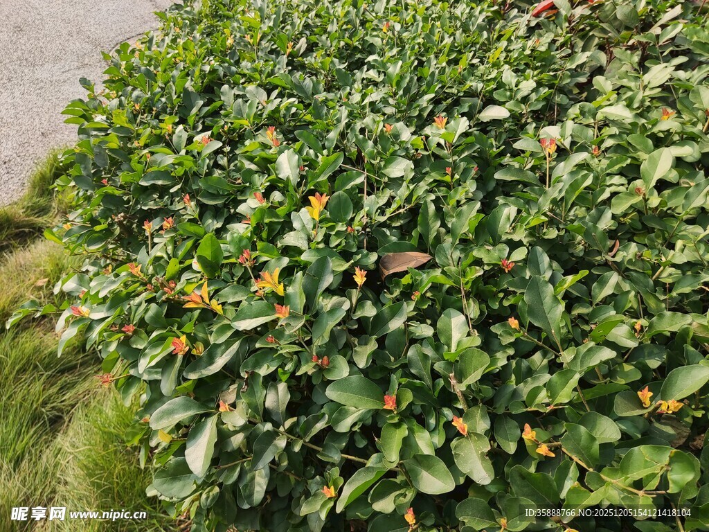 绿叶繁茂的植物景观