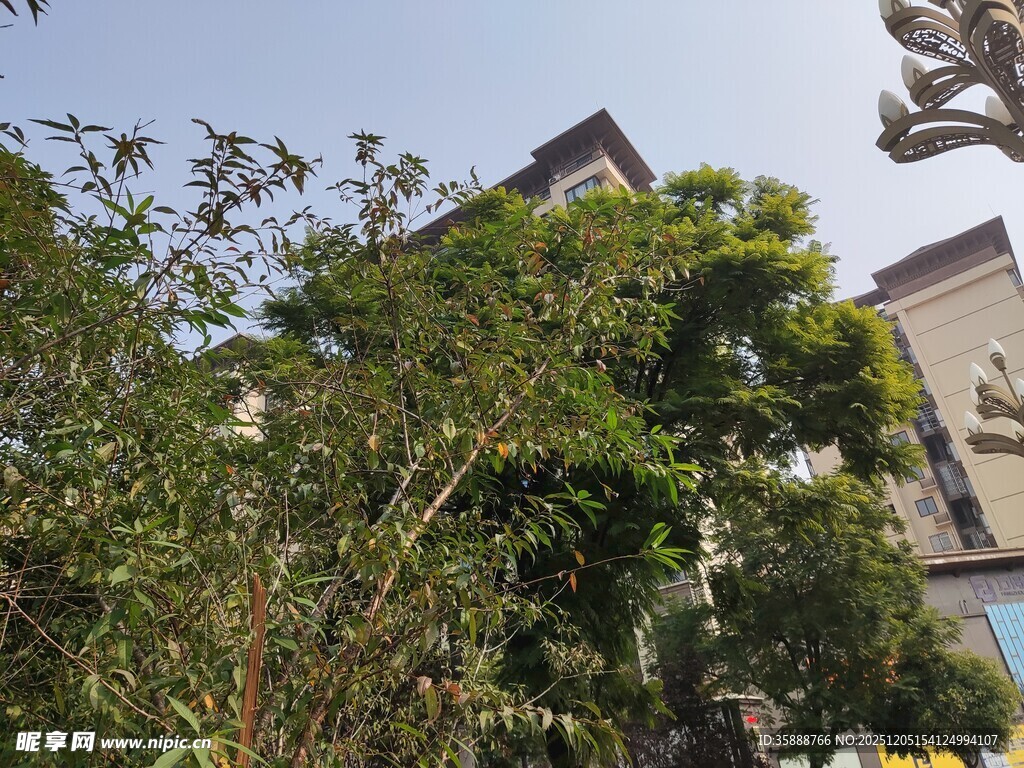 中式建筑旁的繁茂绿植