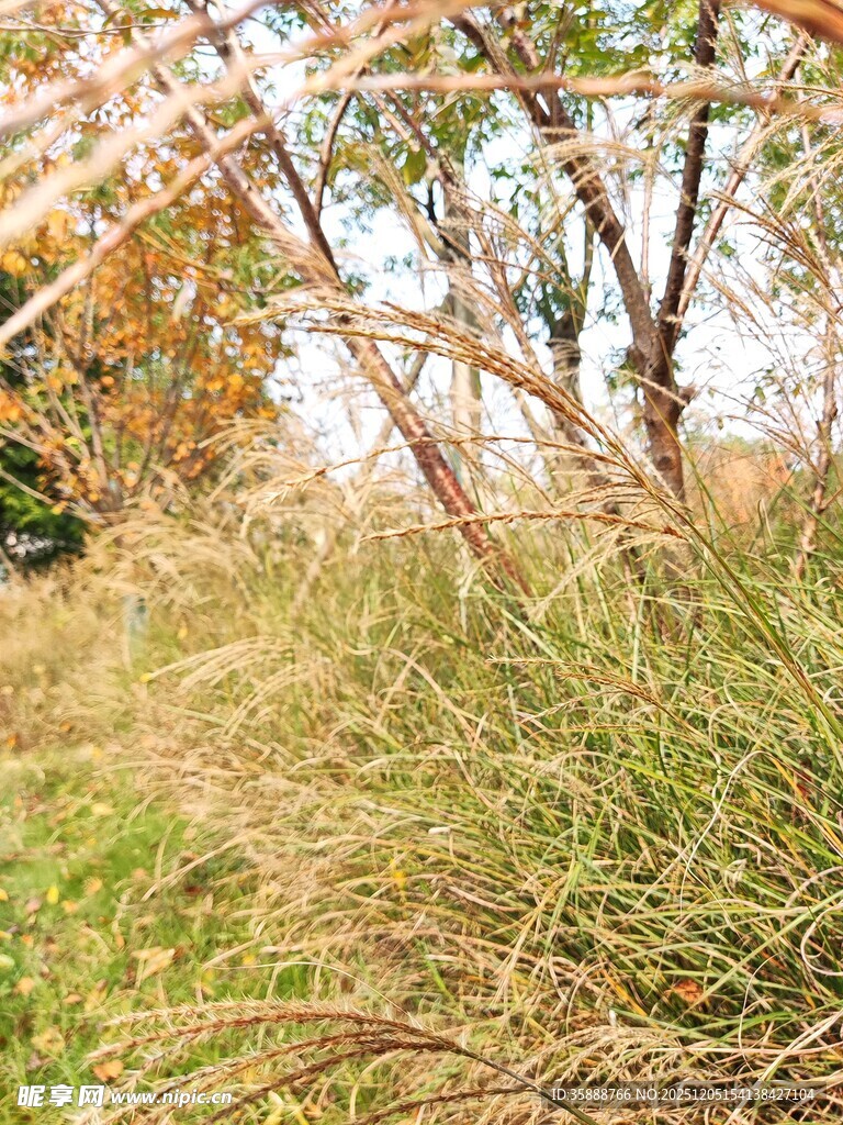 秋日草地旁的树木景观