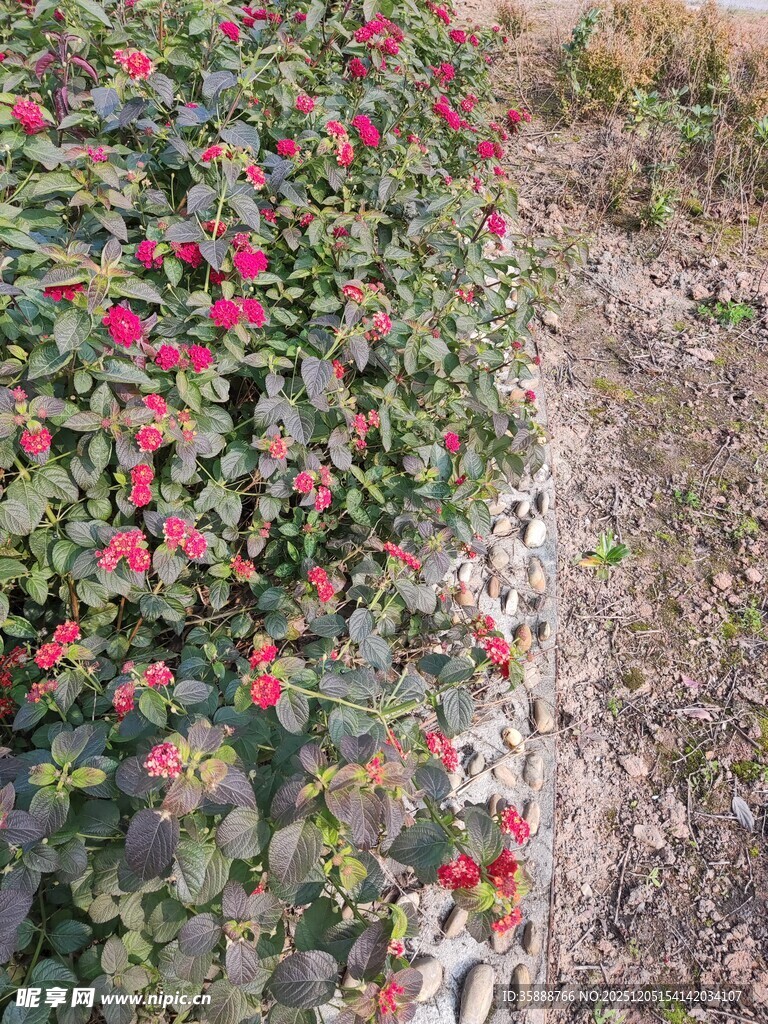 路边绽放的红色花卉