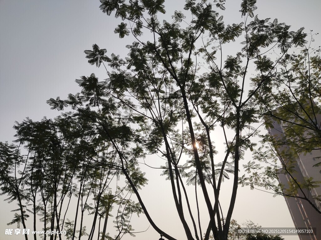 阳光下的树木剪影