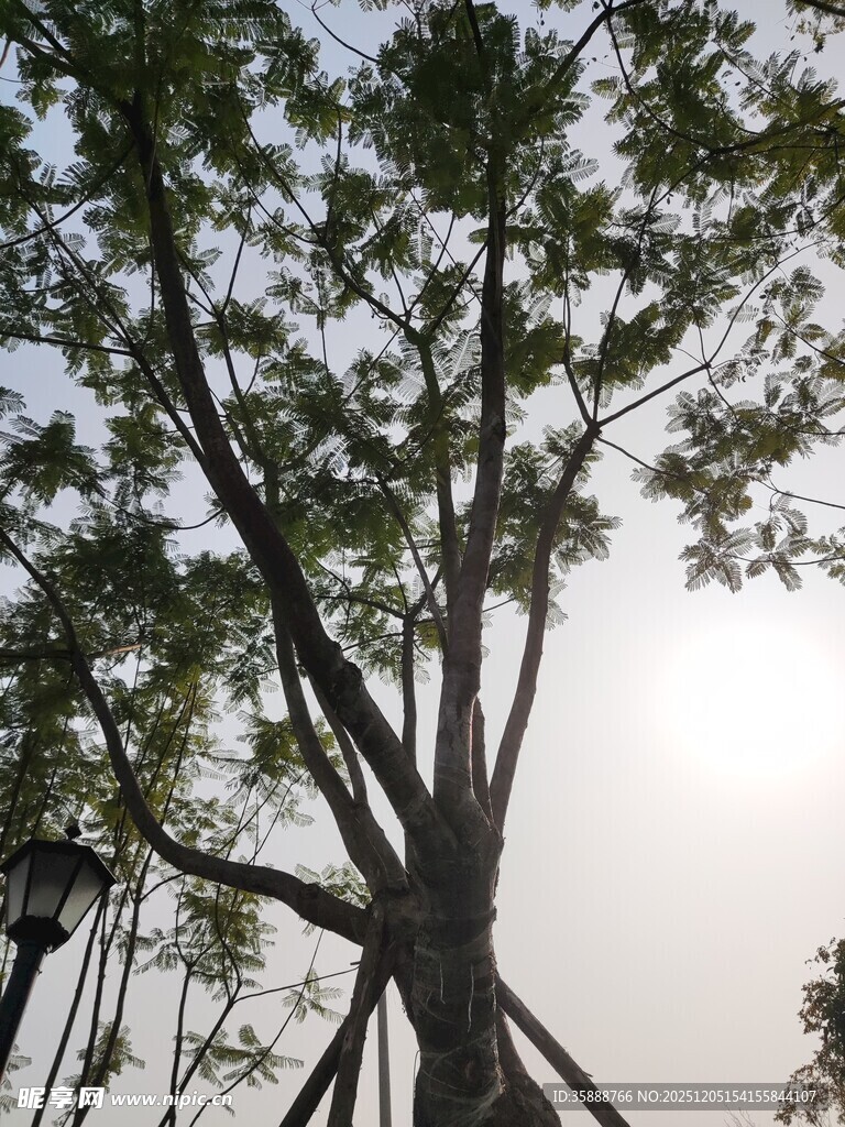 阳光下的繁茂树木