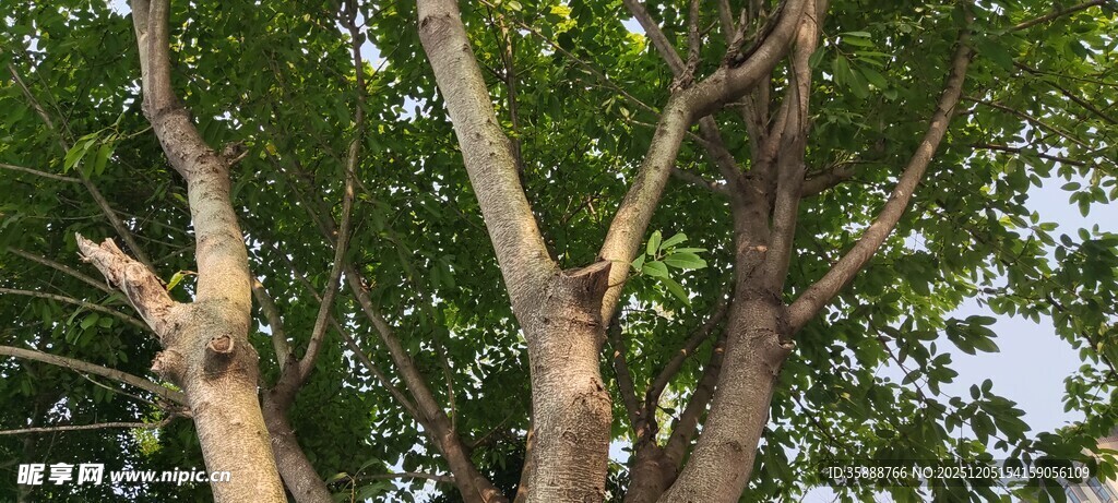 树干光秃与繁茂枝叶对比