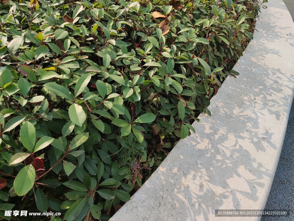 路边绿植与灰色步道