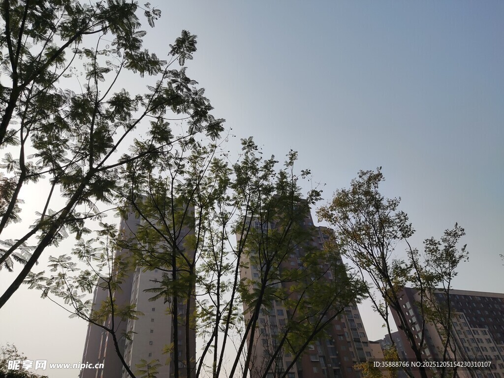 城市中树木与高楼的景致