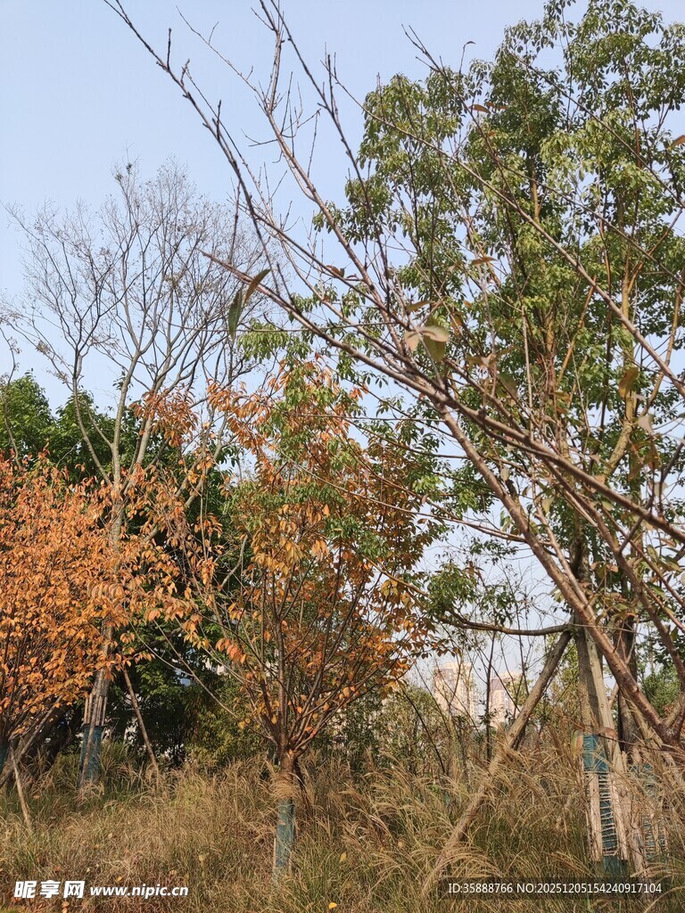 秋日郊野树木景致