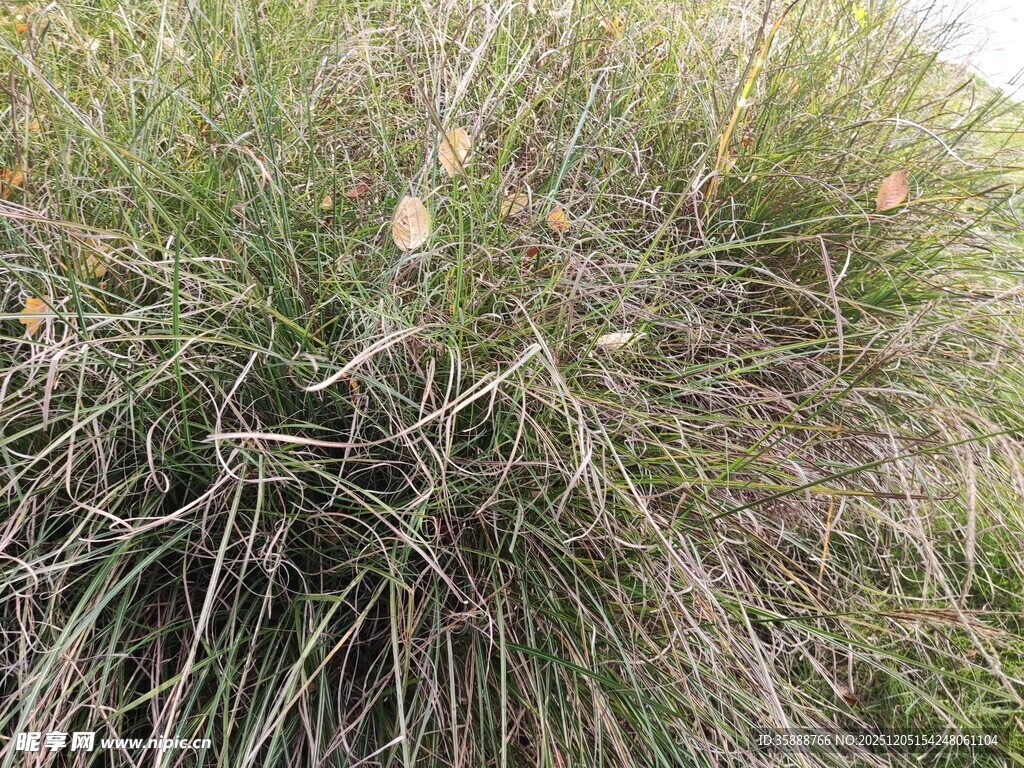 茂密丛生的绿色草本植物